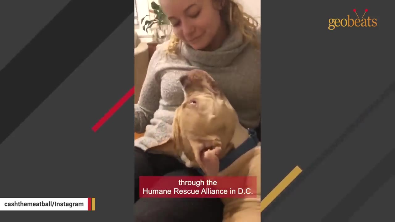 A woman in a grey sweater smiles down at a light brown dog resting its head in her lap.