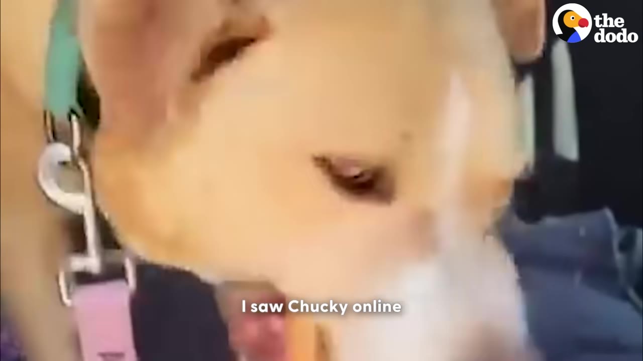 A close-up screenshot of a light brown dog wearing a collar, with the subtitle 'I saw Chucky online' on the screen.