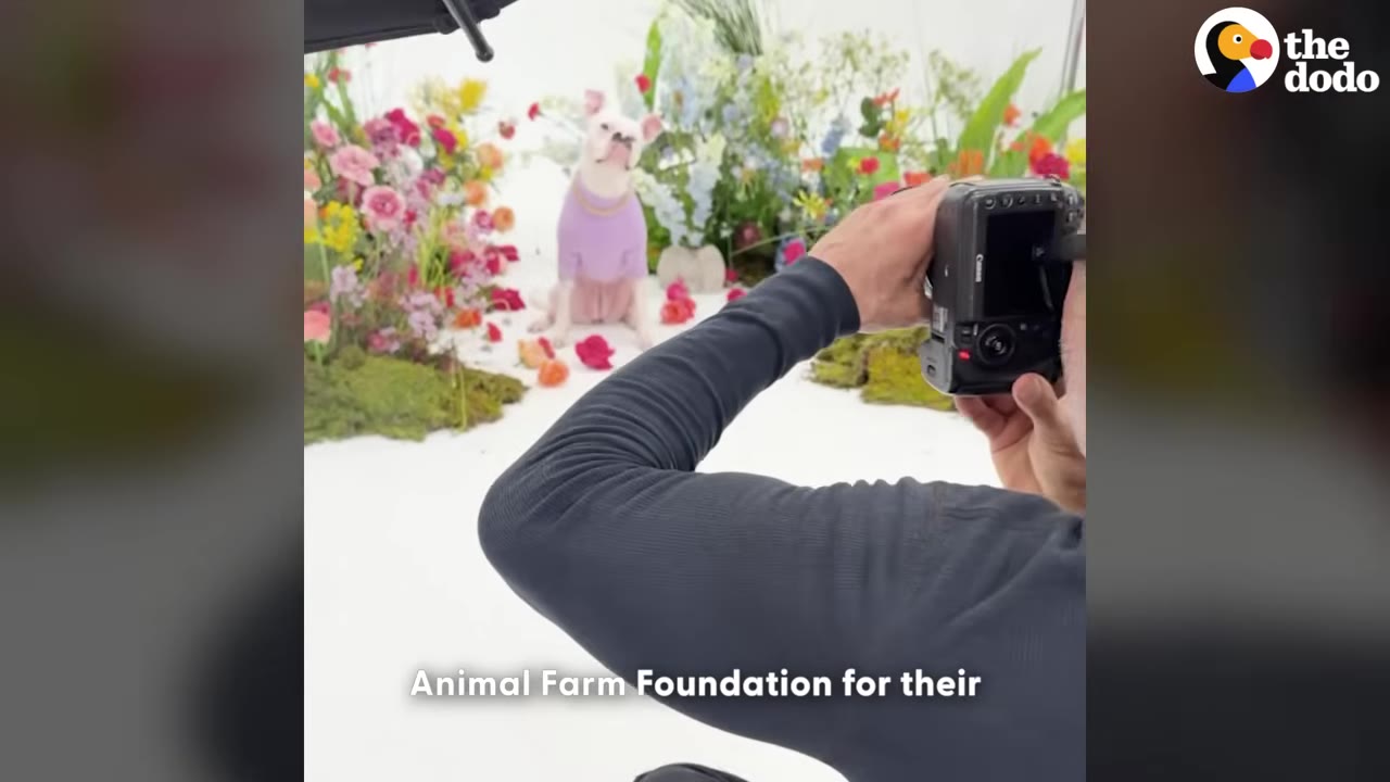 A photographer's arm and camera are seen in the foreground as they take a photo of a white dog wearing a purple sweater, sitting amidst colorful flowers in a studio setting.