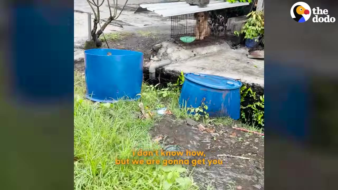 A small brown dog sits inside a wire cage with a metal sheet roof held down by a rock, with two blue plastic barrels in the grassy foreground.