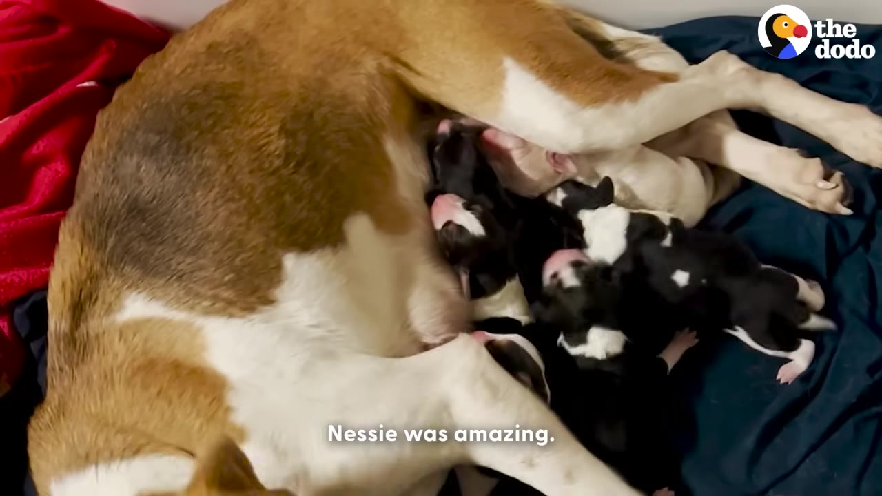 A tan and white dog named Nessie lies on her side on a dark blue blanket, nursing a litter of small black and white puppies.