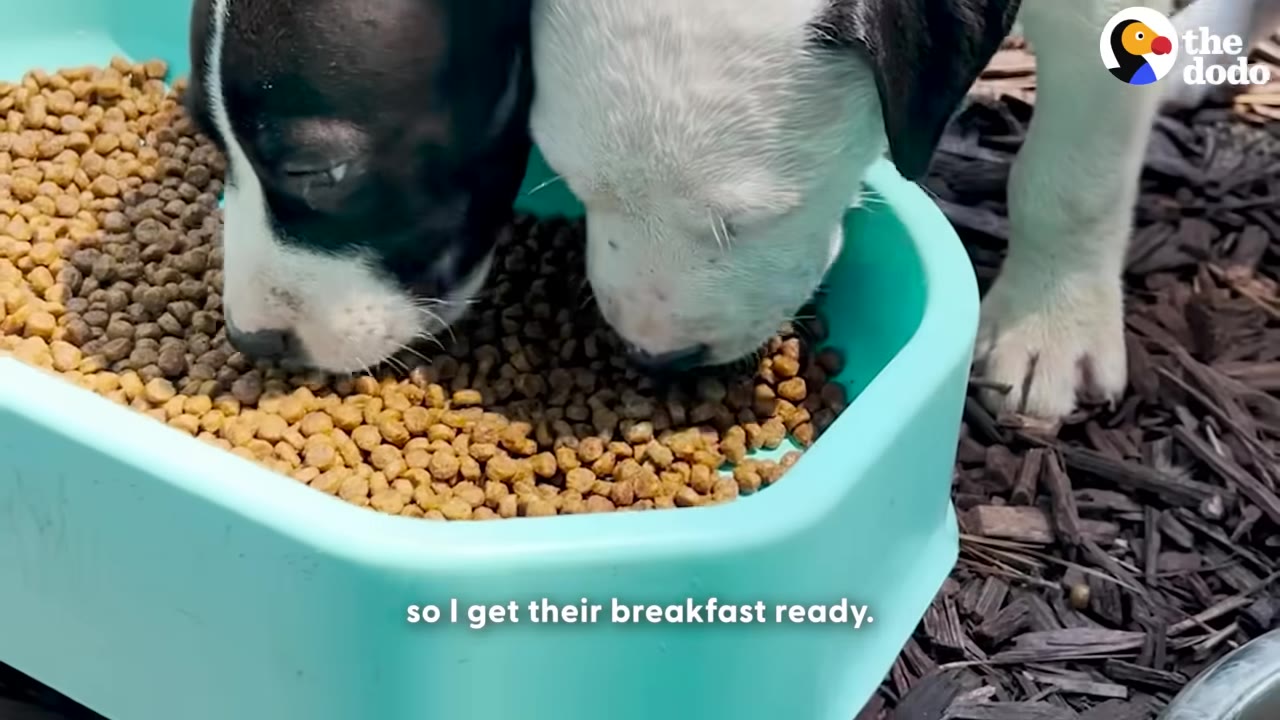 Two puppies, one black and white and one mostly white, eat dry kibble from a light blue bowl.