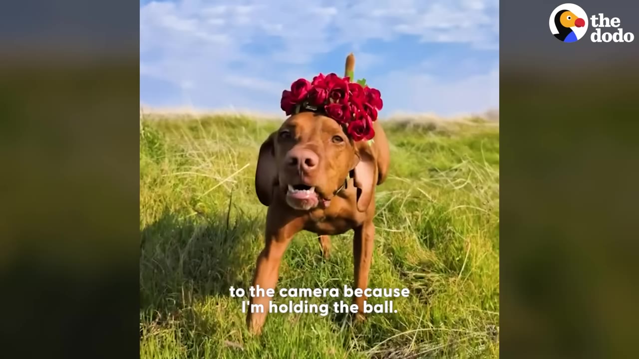A brown dog wearing a crown of red roses stands in a grassy field, looking directly at the camera with an intense expression.