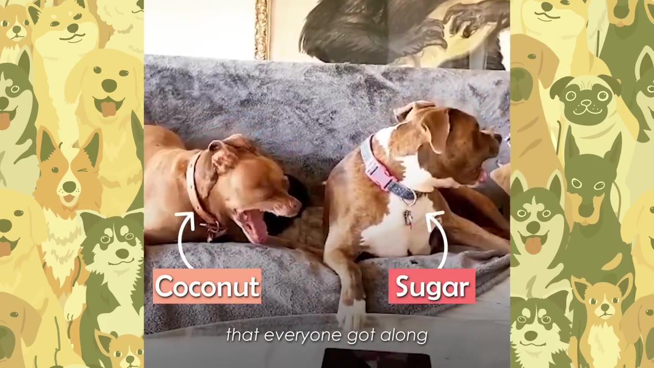 Two dogs, Coconut and Sugar, sitting on a grey couch.