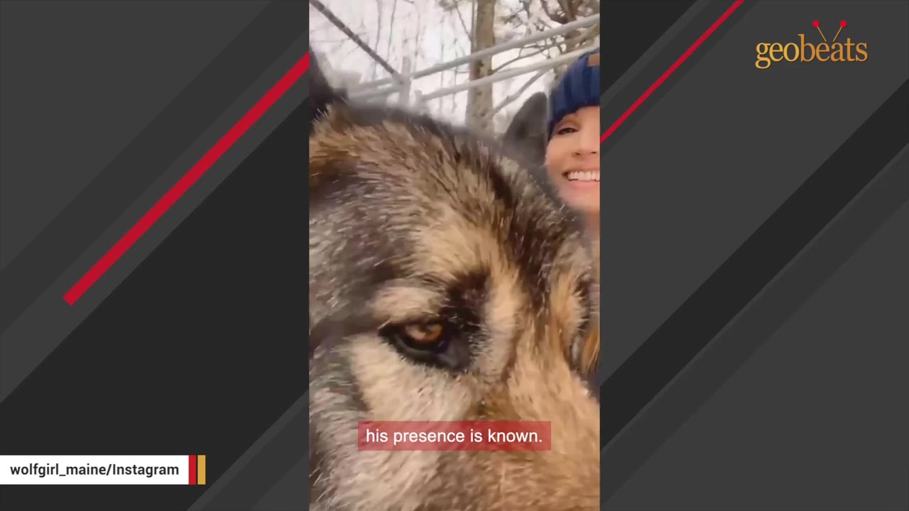 A close-up shot of a wolfdog's face with thick grey and brown fur, with a smiling woman wearing a blue beanie in the background.