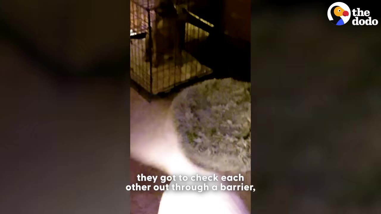 A small puppy stands inside a wire crate while another dog approaches to sniff from the outside.