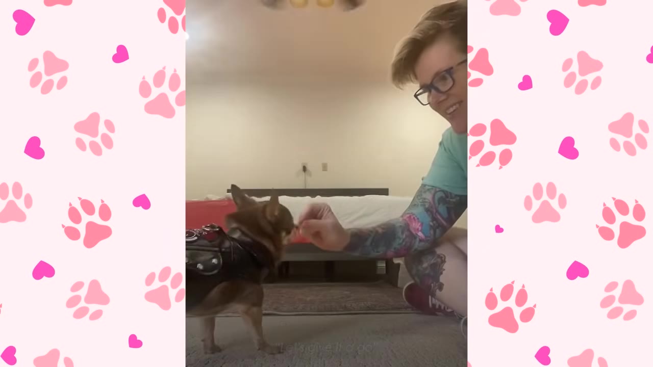 A small brown chihuahua wearing a black vest stands on a carpeted floor, looking up at a smiling person with short blonde hair, glasses, and tattooed arms who is kneeling and offering a hand.
