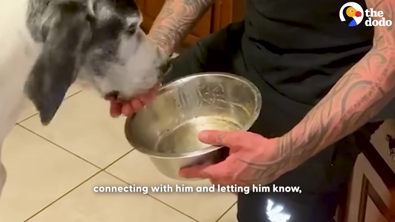 A close-up of a person with tattooed arms hand-feeding a dog from a metal bowl.