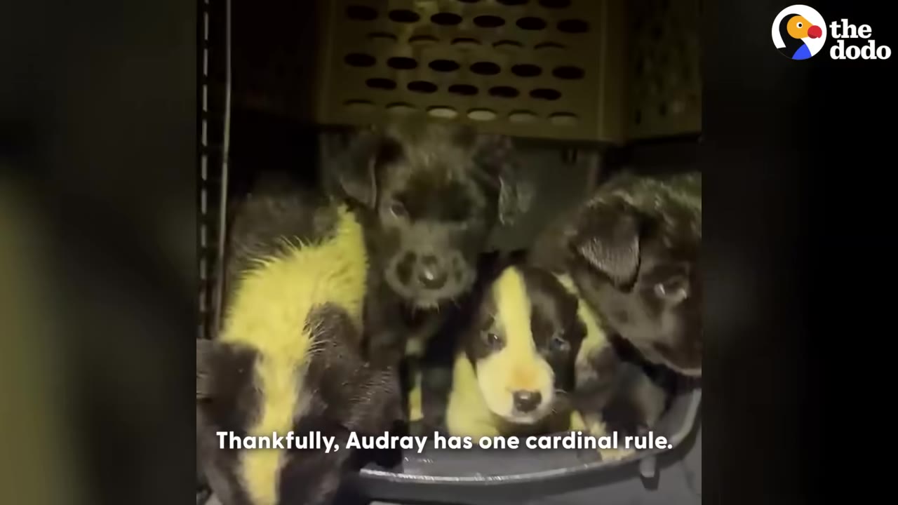 Several small black and white puppies huddled together inside a plastic pet carrier crate.