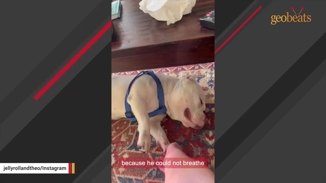 A white dog wearing a blue harness lies on a patterned rug, looking up with its mouth slightly open.