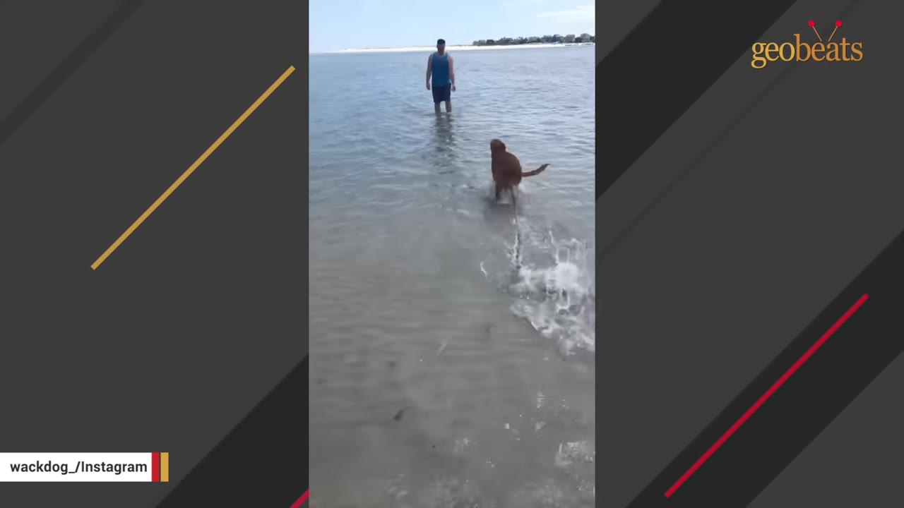 A brown dog runs through shallow ocean water towards a person standing in the distance near a sandy beach.