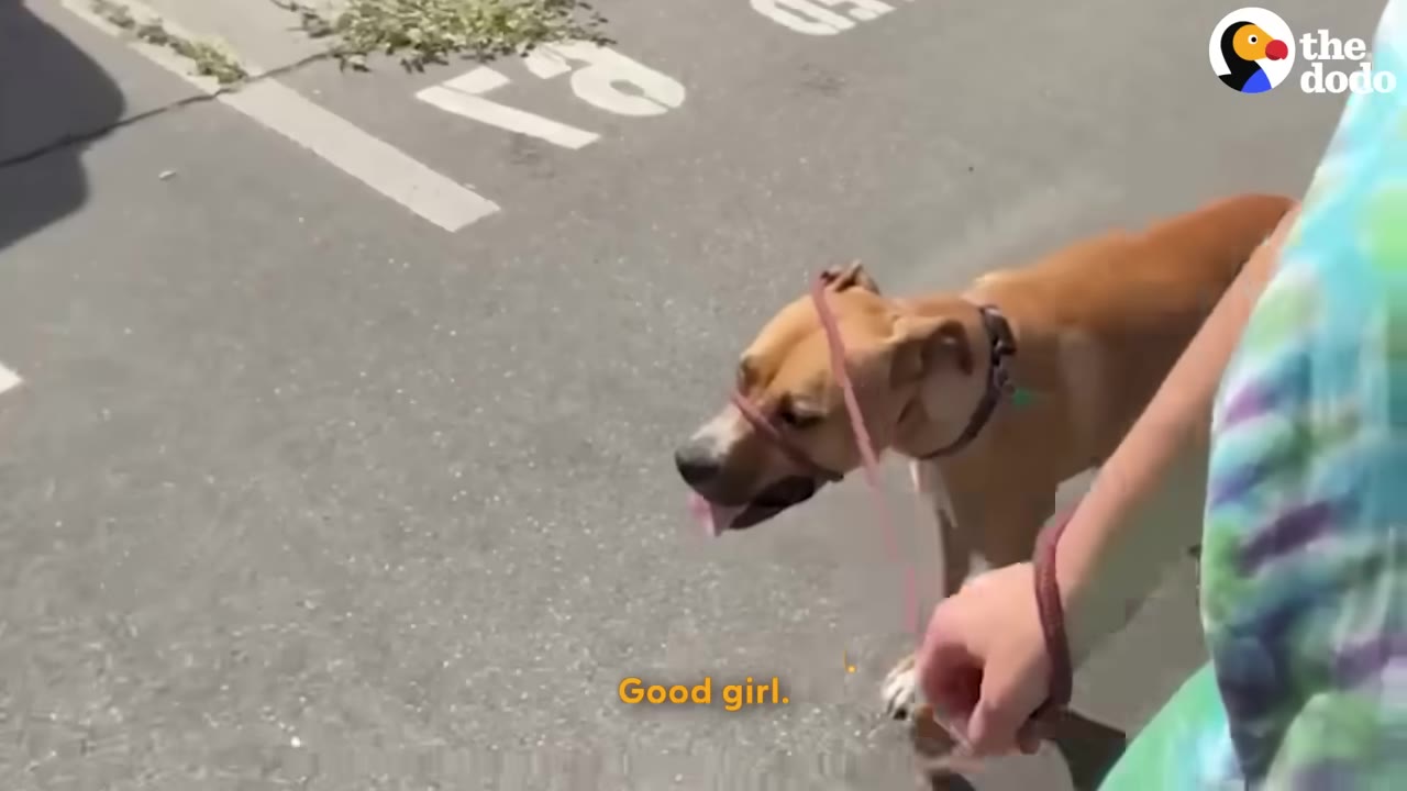 A tan dog wearing a head halter walks calmly on a leash next to a person on a paved surface.