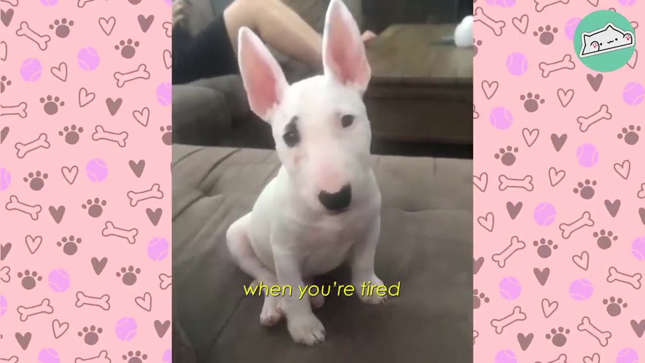 A white Bull Terrier puppy with large pointed ears sits on a brown couch, looking directly at the camera.