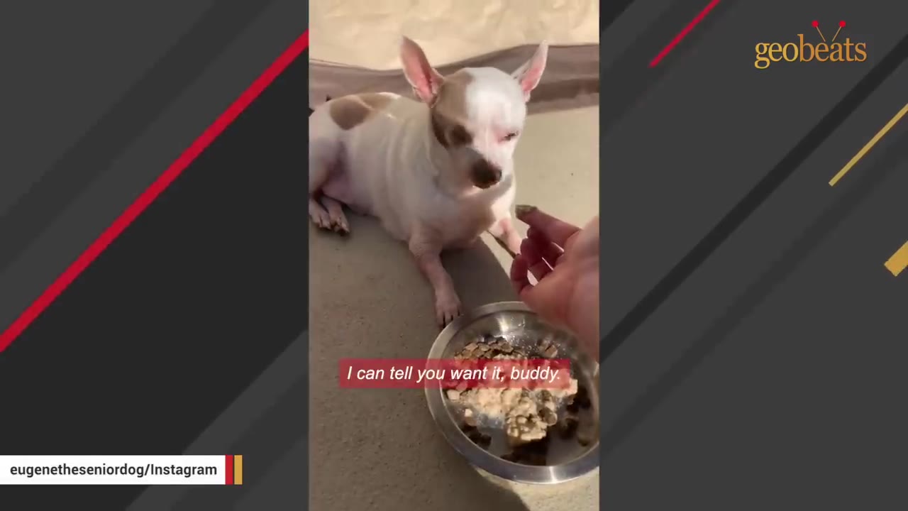 A white and tan Chihuahua lies on the ground, looking at a hand offering food from a metal bowl.