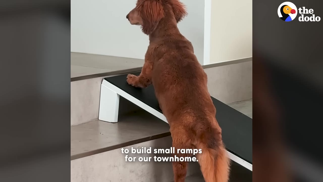 A long-haired dachshund stands on a black and white ramp placed over indoor stairs.