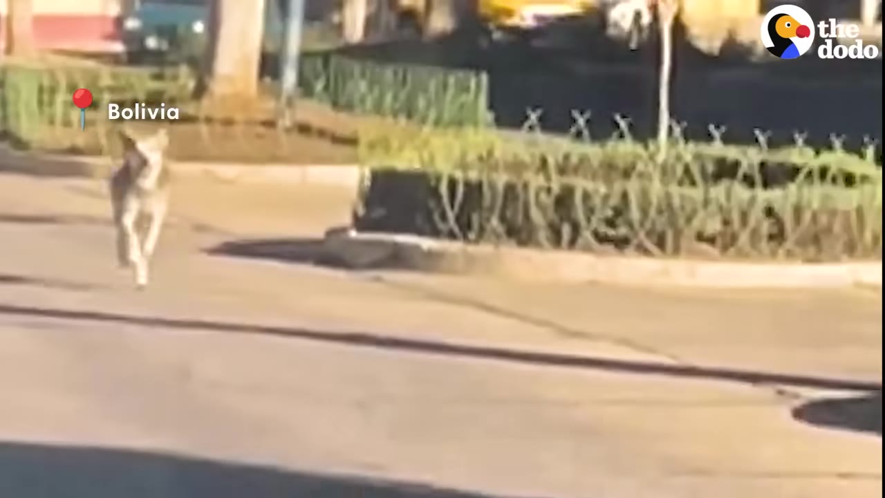A light-colored dog runs down a paved street in Bolivia.