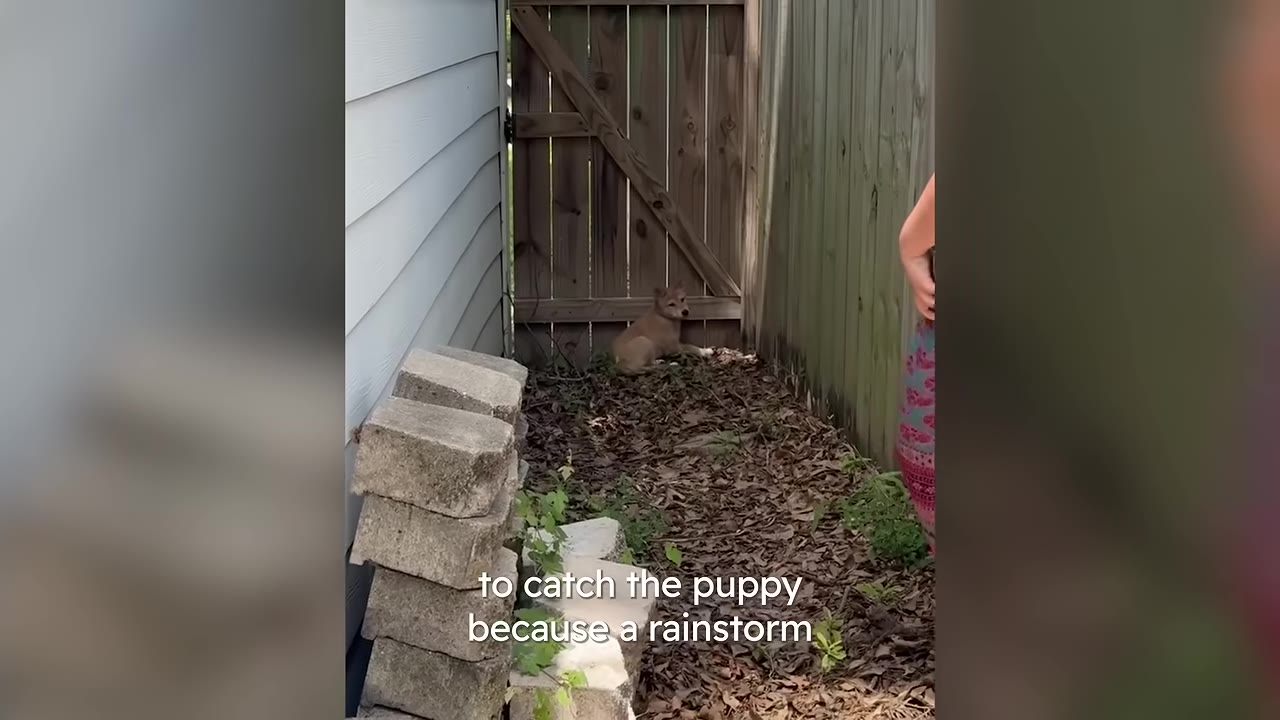 A small light brown puppy sits on dry leaves in a narrow alleyway between a house and a wooden fence, looking towards a person standing nearby.