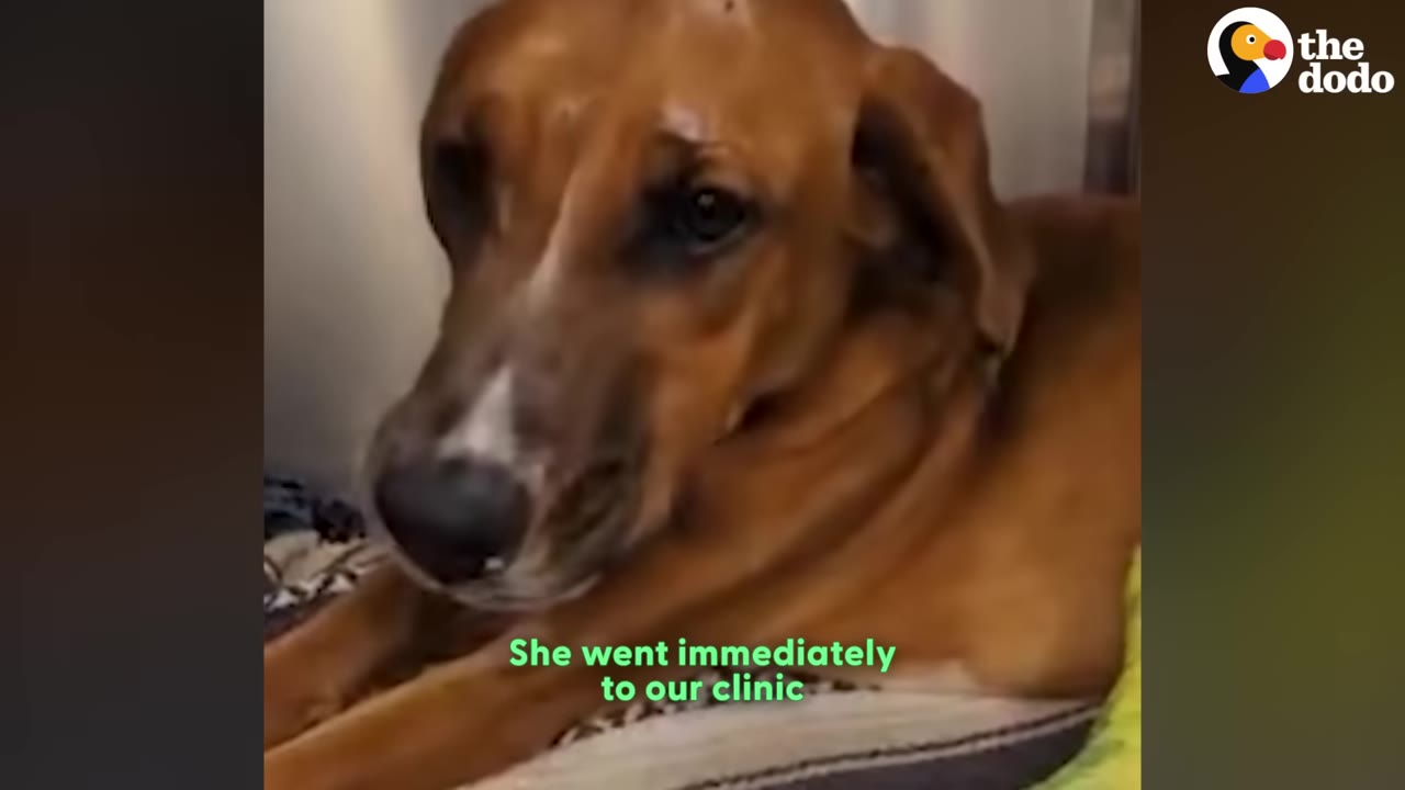 A brown dog with a white stripe on its snout looks down with a concerned expression, with text overlay reading 'She went immediately to our clinic'.