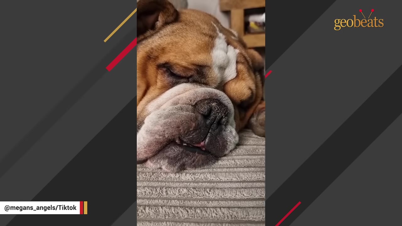 A close-up shot of a brown and white bulldog sleeping peacefully on a textured grey cushion.