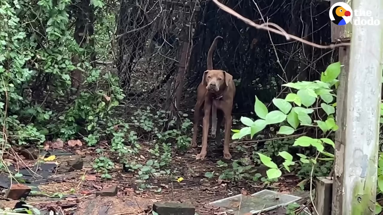 A brown dog stands warily in a dense, overgrown wooded area, looking directly forward.