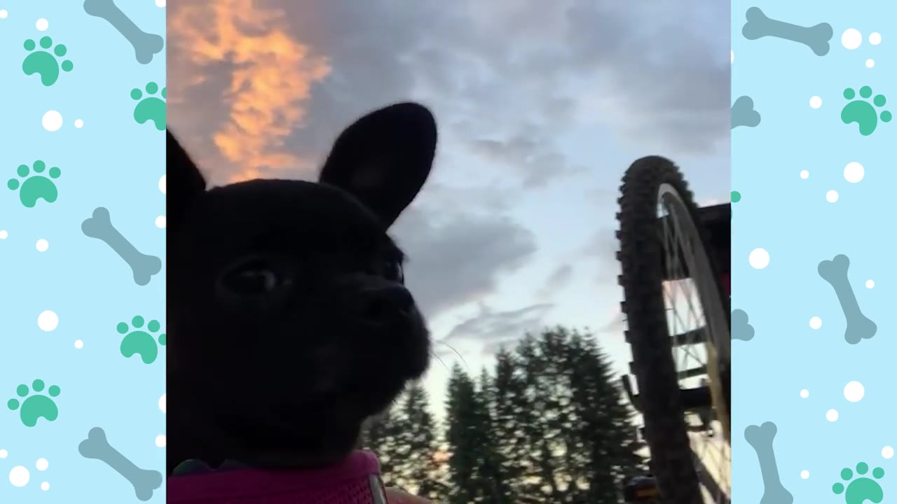A close-up of a small black puppy with large ears looking forward against a cloudy sky at dusk.