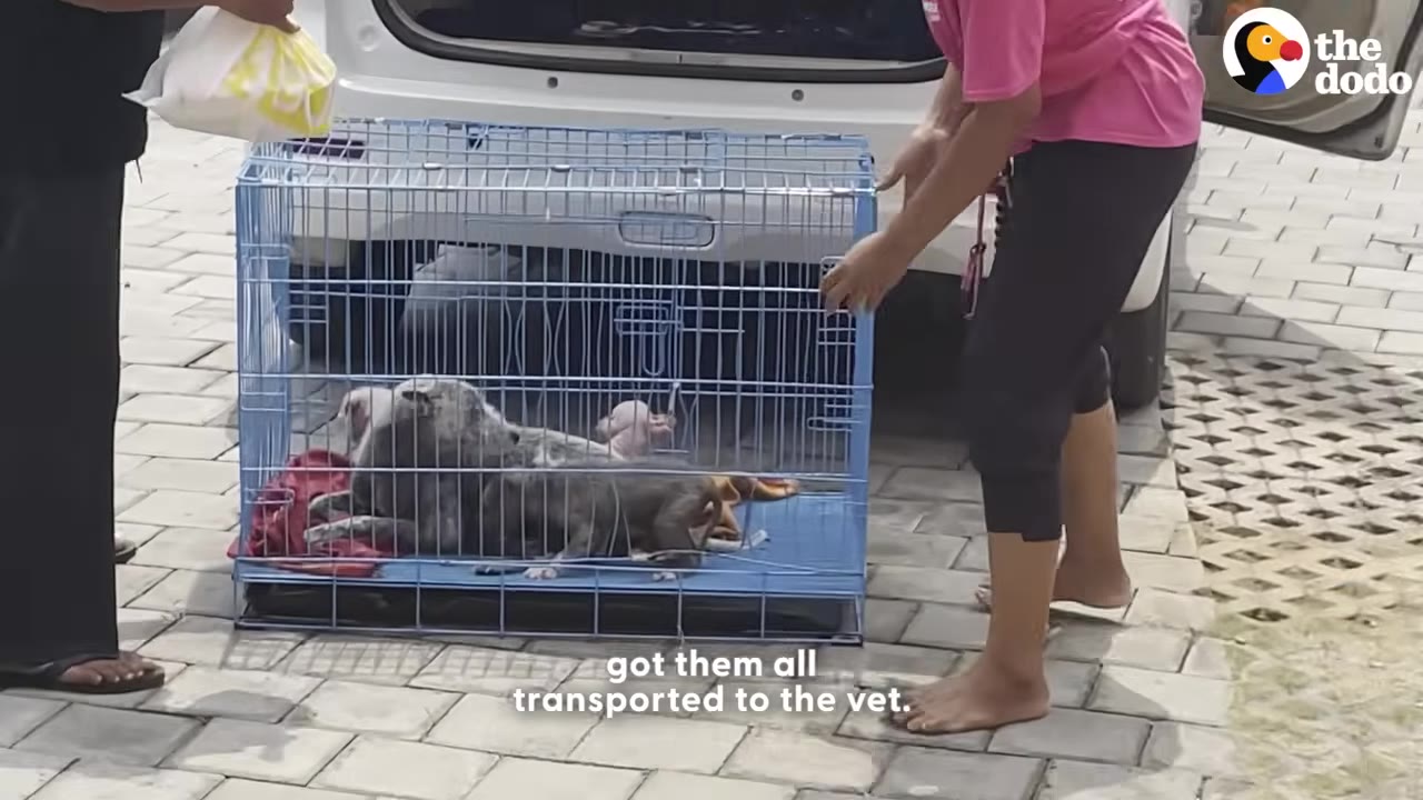 Two people placing a blue wire cage containing a mother dog and her puppies into the back of a white vehicle.