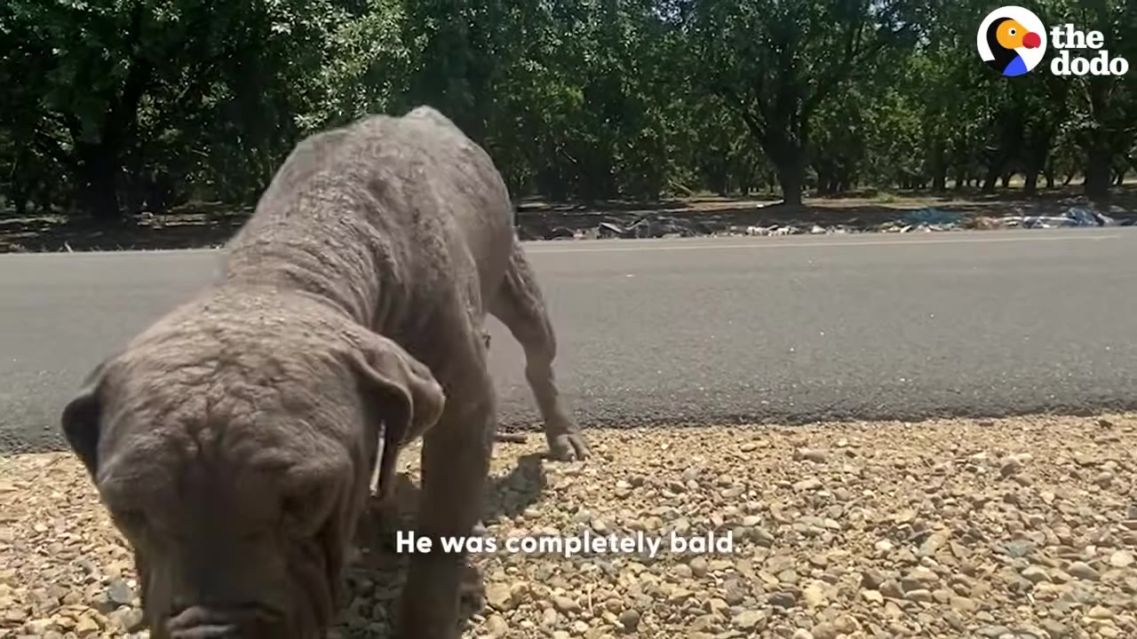 A close-up shot of a severely neglected, completely bald dog with wrinkled, greyish skin standing on a gravel roadside.