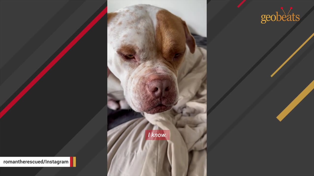 A close-up of a white and brown dog with a sad expression, resting on a beige blanket.