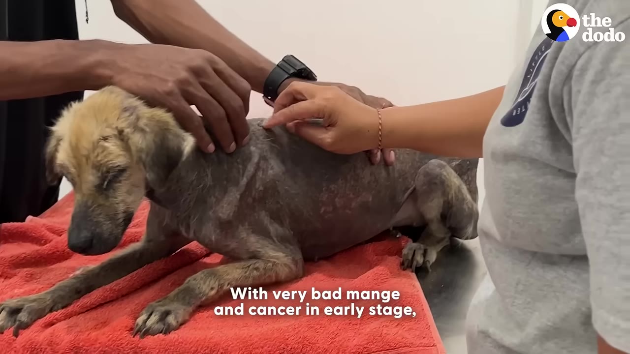 A small, thin dog with severe hair loss lies on a red towel while two people gently examine its back and head.