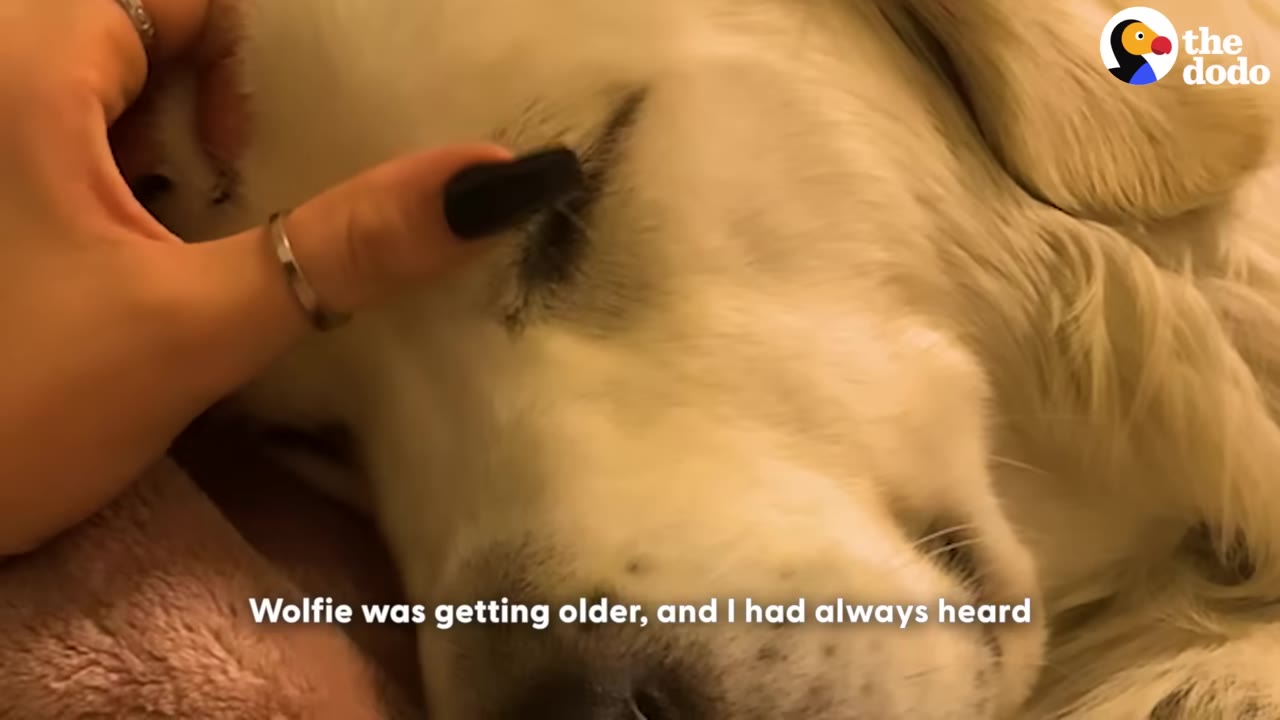A close-up of a white dog's face being gently petted by a hand with black nail polish.