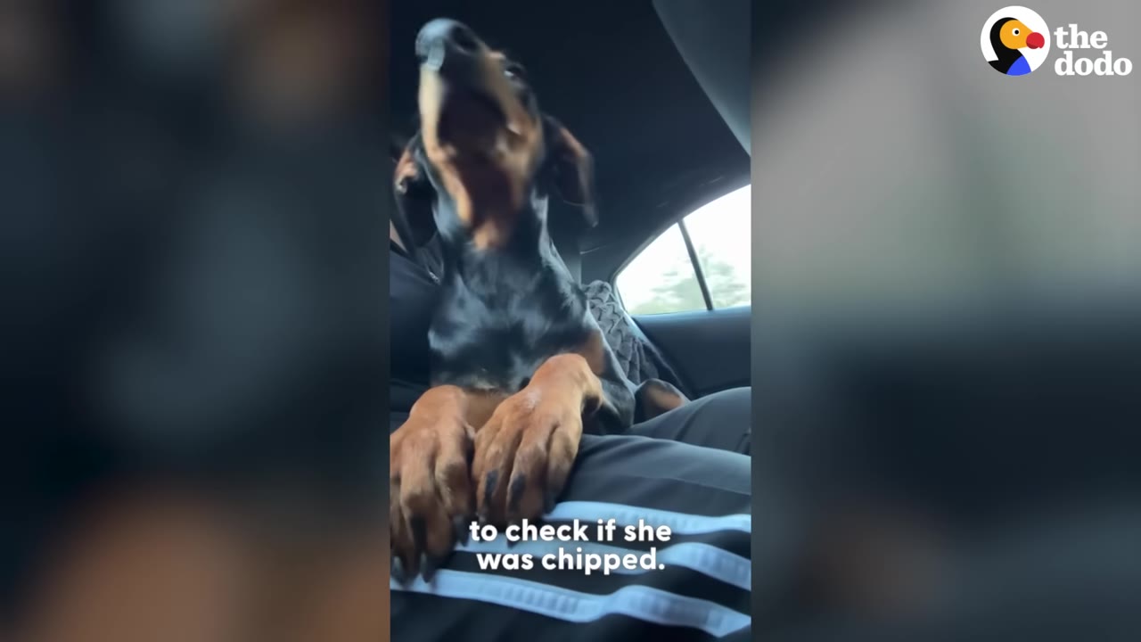 A black and tan Doberman pinscher sits inside a car on a passenger's lap, looking up.