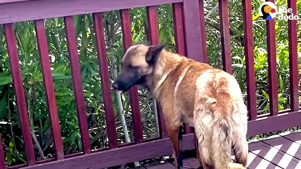 A tan and black dog stands on a wooden deck, showing matted and discolored fur on its hindquarters.