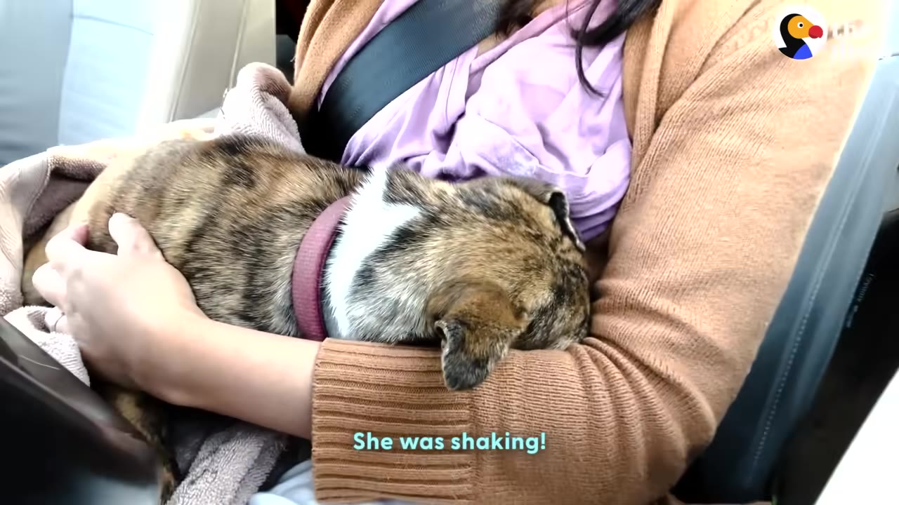 A small brindle dog with a pink collar is held closely in the lap of a person wearing a brown cardigan inside a car.