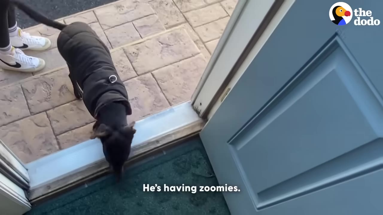 A small black dog wearing a dark coat steps over the threshold of a blue door onto a green doormat, while a person in white sneakers stands nearby on a paved patio.
