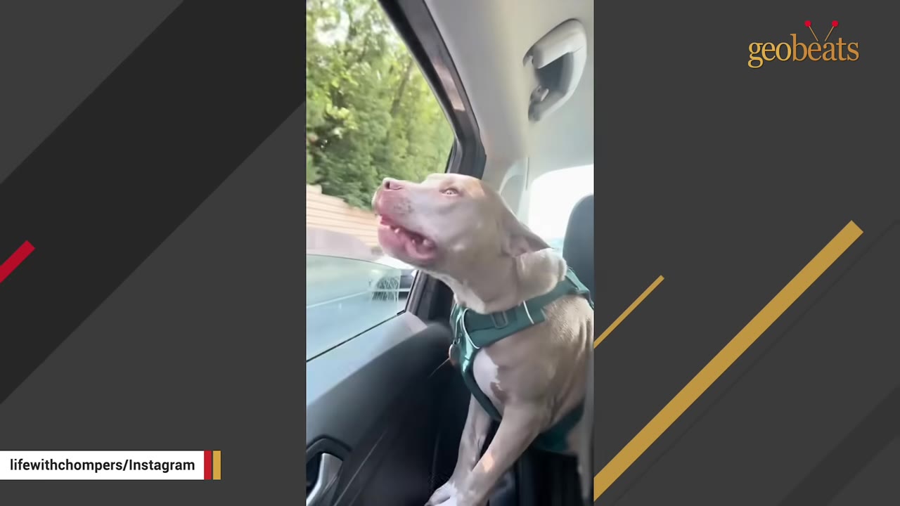A tan pit bull wearing a green harness looks out of an open car window.
