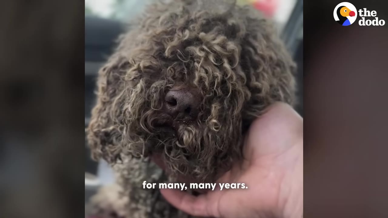 A close-up shot of a dog with extremely matted, curly brown fur covering its eyes, with a person's hand gently cradling its chin.