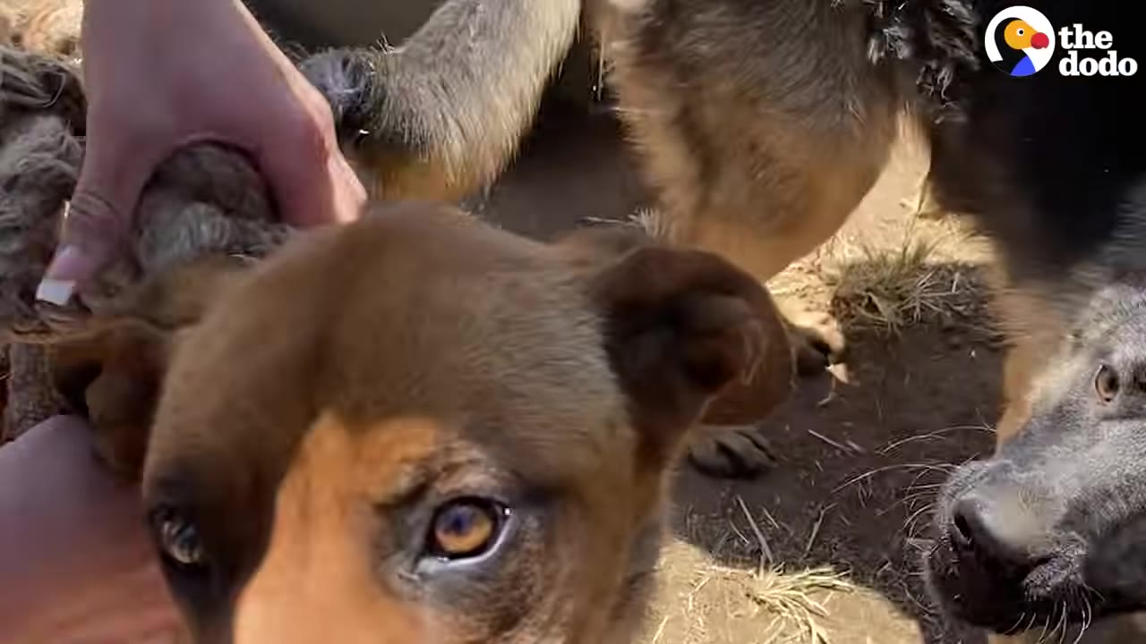 A close-up of a brown dog's face as a person's hand holds a thick, heavy rope near its neck.