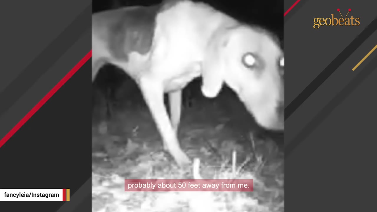 A black and white night-vision camera capture of a hound-mix dog standing in the woods at night, looking towards the camera with glowing eyes.