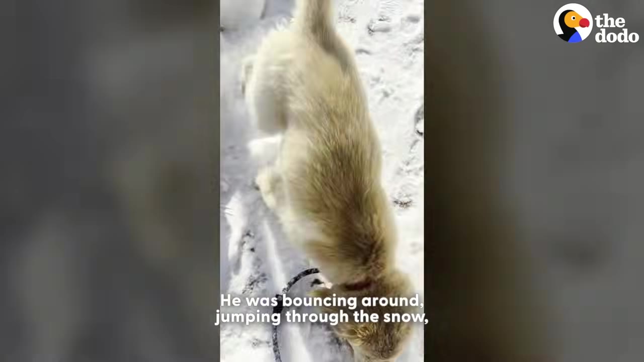 A fluffy, light-colored dog on a leash standing in the snow, viewed from above.