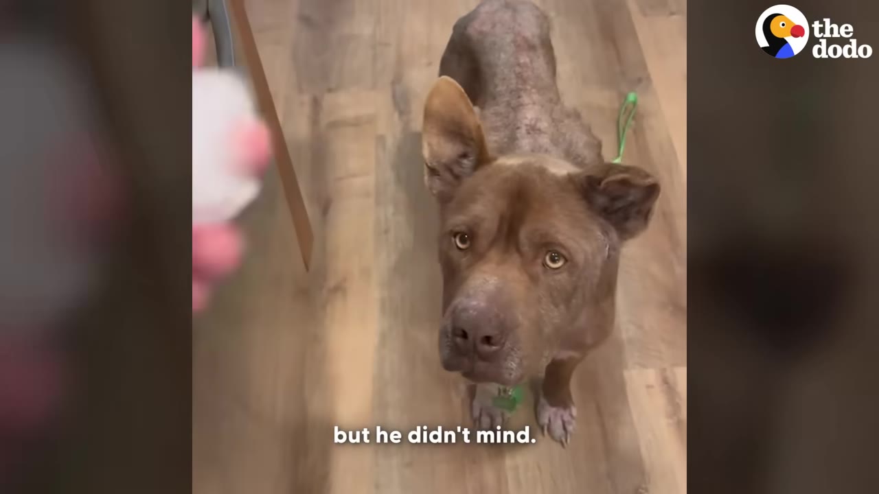A brown dog with patchy hair loss on his back stands on a wooden floor, looking up with wide brown eyes.