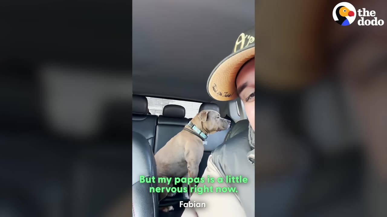 A tan dog sits in the back seat of a car looking out the window while a man wearing a baseball cap sits in the front seat.