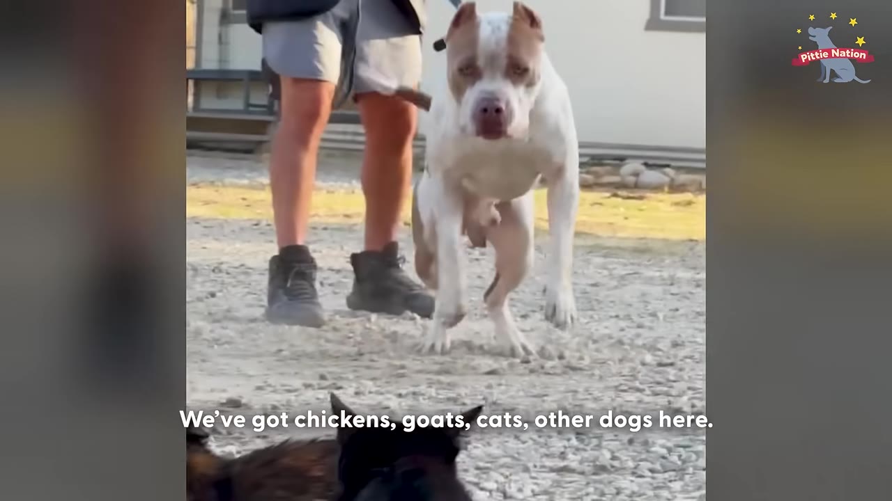 A muscular white and brown pit bull-type dog stands on a gravel path, looking directly forward with a serious expression while a person stands behind him.