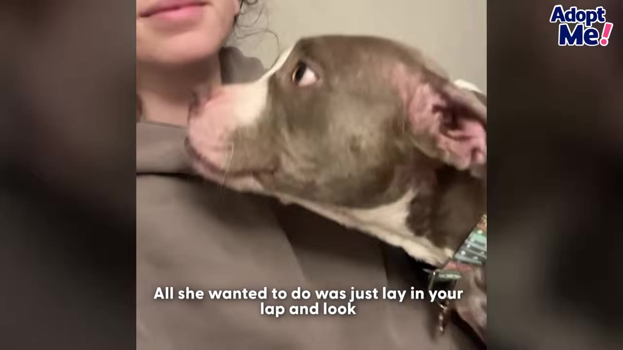 A gray and white pit bull mix looks up affectionately at a person while resting in their lap.