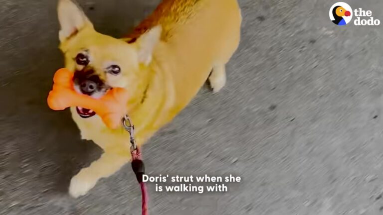 California Rescue Dog Goes Shopping Every Day, But Always Leaves With The Exact Same Thing