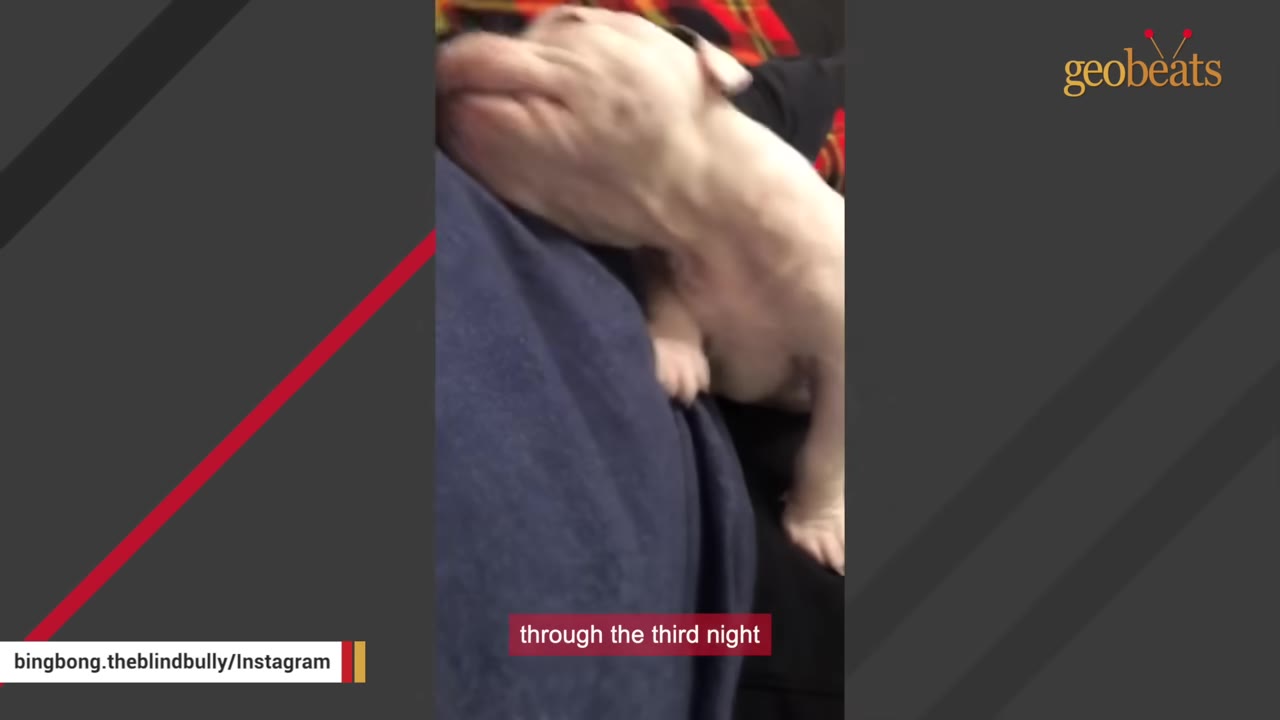 A close-up shot of a tiny, fragile white puppy resting on a person's chest.