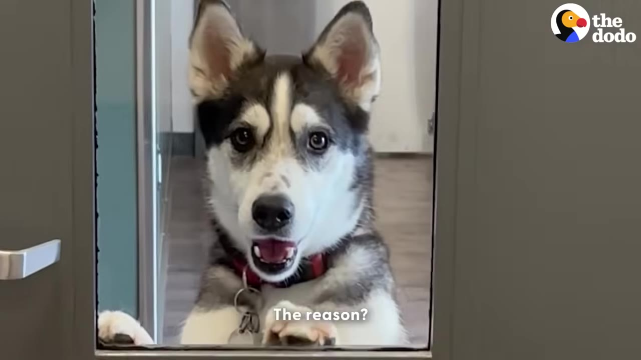 A husky dog with a red collar looks through a glass door window with its paws resting on the frame.