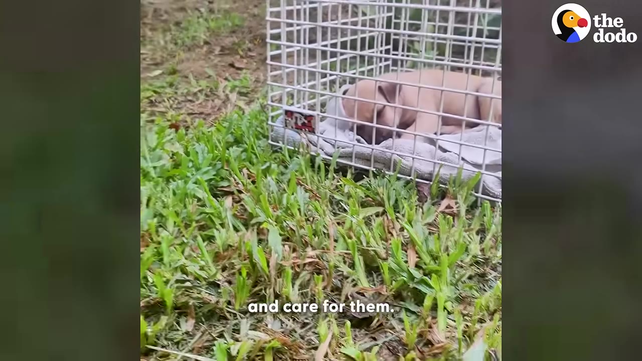 A small tan puppy lies on a white towel inside a wire crate on green grass.