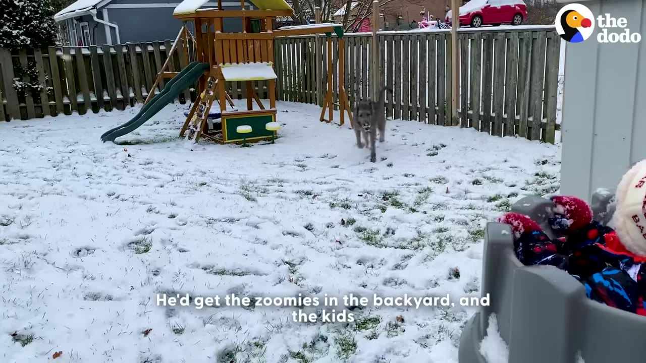 A large, grey Irish Wolfhound runs playfully through a snowy backyard with a wooden playset in the background.