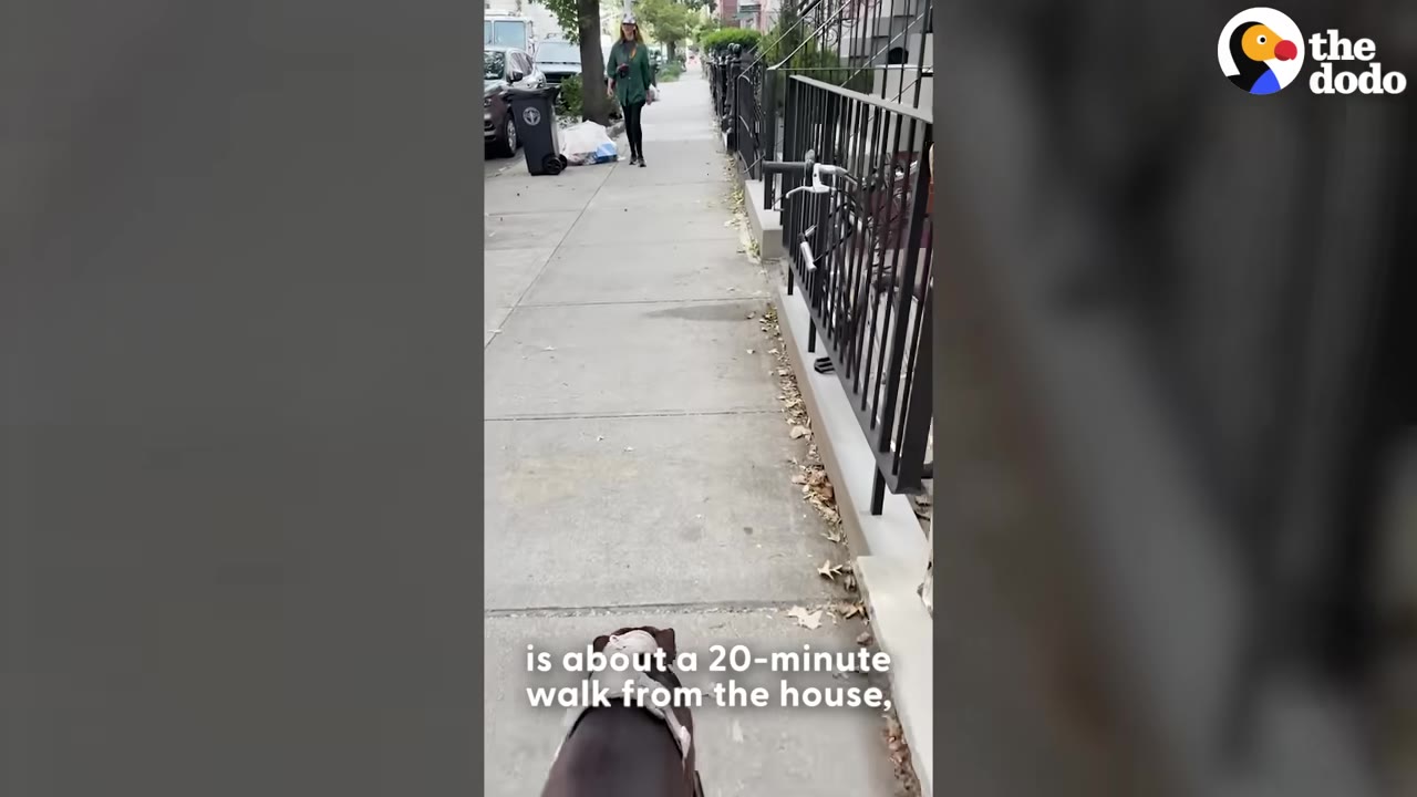 A first-person view from a dog's perspective walking down a city sidewalk, with a woman walking ahead in the distance.