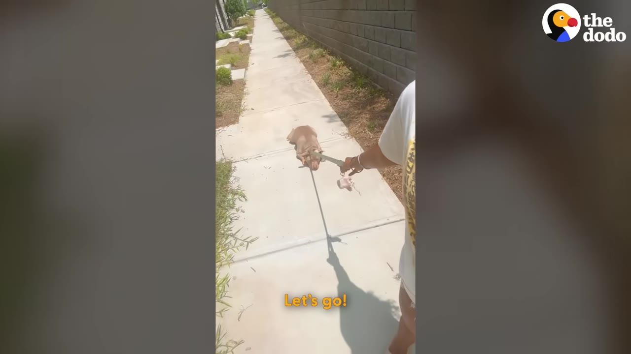 A dog lying flat on its stomach on a concrete sidewalk, refusing to move while on a leash held by its owner.